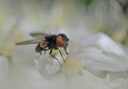 Réf. 244 653 : Phasia barbifrons